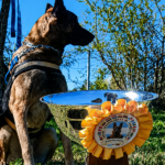 Cairo, el perro rescatista que se destaca en competencias internacionales