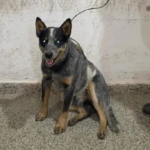 Secuestró un perro para pedir rescate y terminó detenido