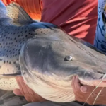 Veda total: prohíben la pesca de surubí por tiempo indefinido en un tramo del Paraná