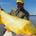 Capturaron un dorado de 17 kilos en Esquina y lo devolvieron al río