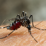 Comienzan a aparecer casos de dengue en el país